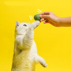 Erbsensisalball - Für den vegetarischen Jäger in deiner Fellnase