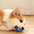 Jumping Ball - Der Ball hüpft und tanzt voran – die Fellnase folgt und springt daran!