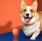 Jumping Ball - Der Ball hüpft und tanzt voran – die Fellnase folgt und springt daran!