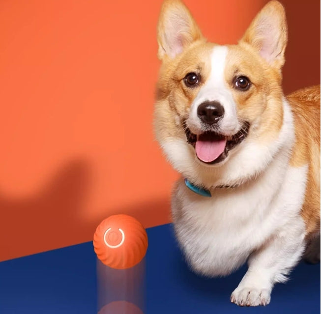 Jumping Ball - Der Ball hüpft und tanzt voran – die Fellnase folgt und springt daran!