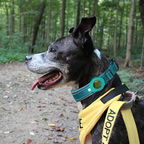 AirTag Halsband - Falls ich abhau, Siri kennt mein Versteck!